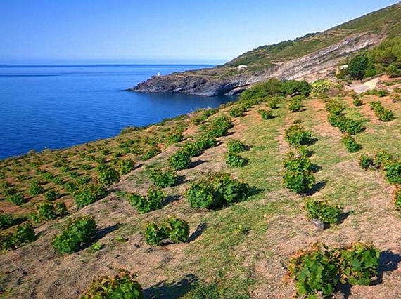 fivi zibibbo pantelleria itin 22 570.jpg