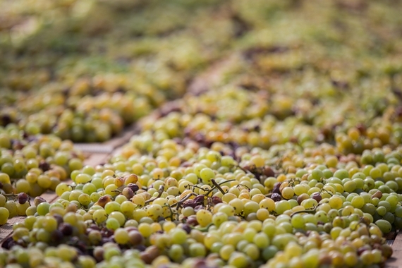foto uva zibibbo passimento naturale bio itin 22 570.JPG
