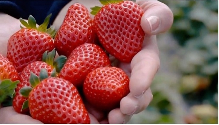 fragole1