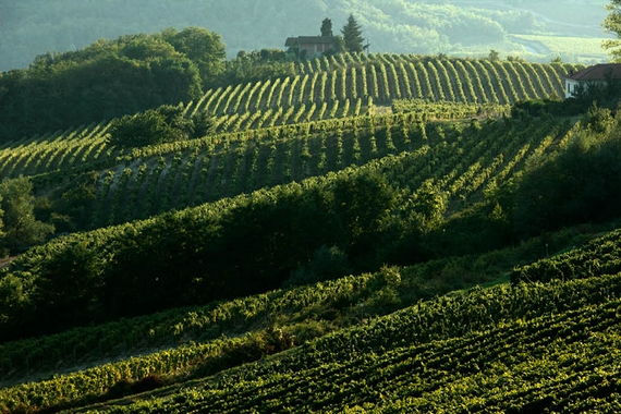 la-scolca vigneti itin 570.jpg