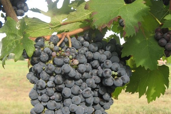 lambrusco foglia frastagliata itin 22 570.jpg