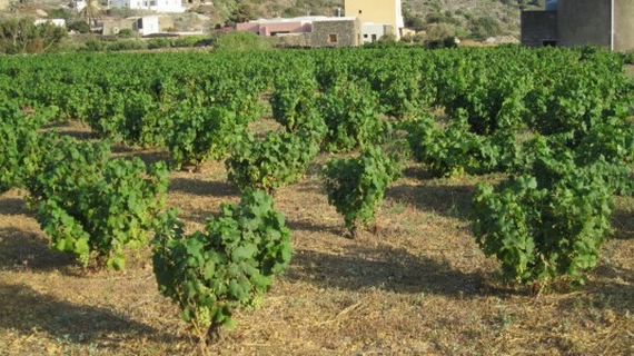 lo Zibibbo passito Ben Ryé territorio itin 22 570.jpg