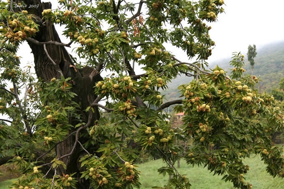montebaldo marrone san zeno 11 itin 22 570.jpg