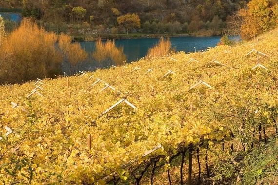pisoni grappa pesca itin 22 570.jpg