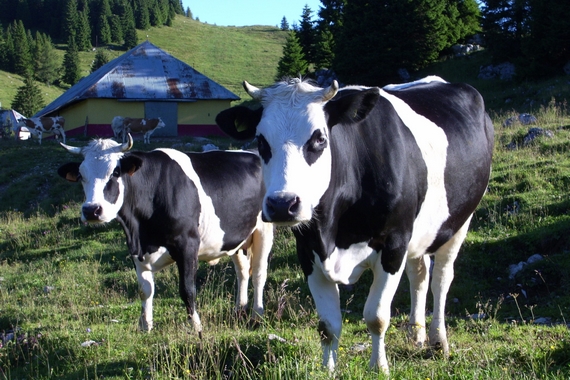 premiazione formaggi del grappa casagrande 2 itin 22 570.jpg