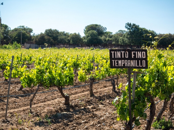 tempranillo casagrande itin 22 4 570.jpg