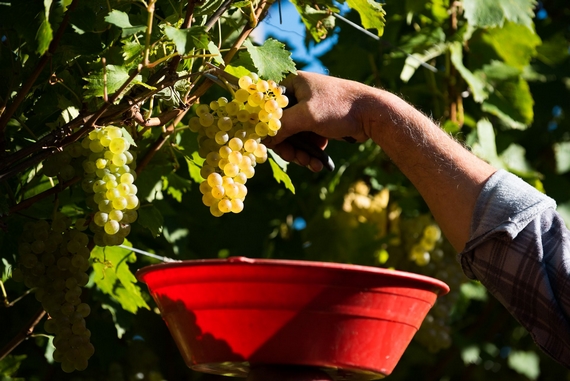 toblino uva vigneti 22 itin 570.jpg