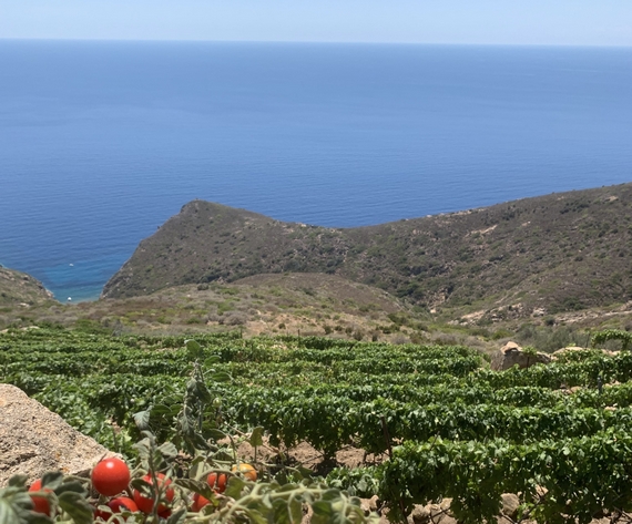 vigneti dell'isola del Giglio credits Daniela Mugnai itin23 570.jpg