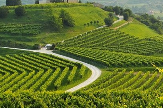 vinum euganeum eventivigneti itin 22 570.jpg