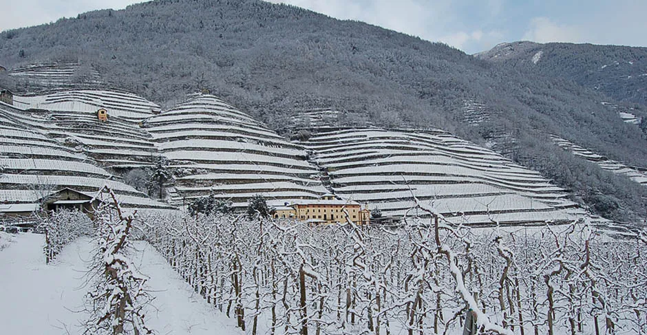 vitigno-invernale.jpg